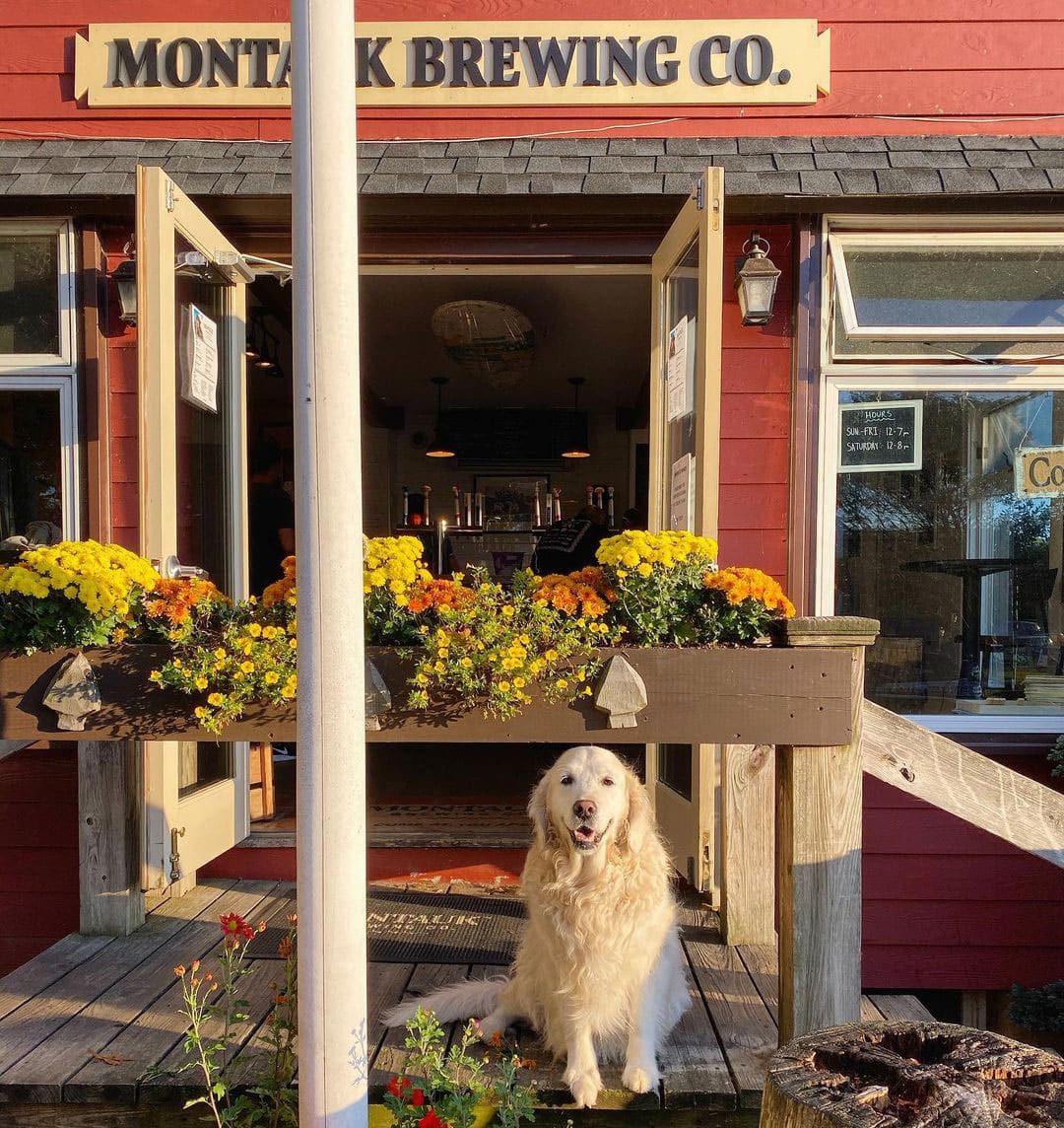 Montauk Brewing Co Taproom with Golden Retriever, Montauk, NY USA